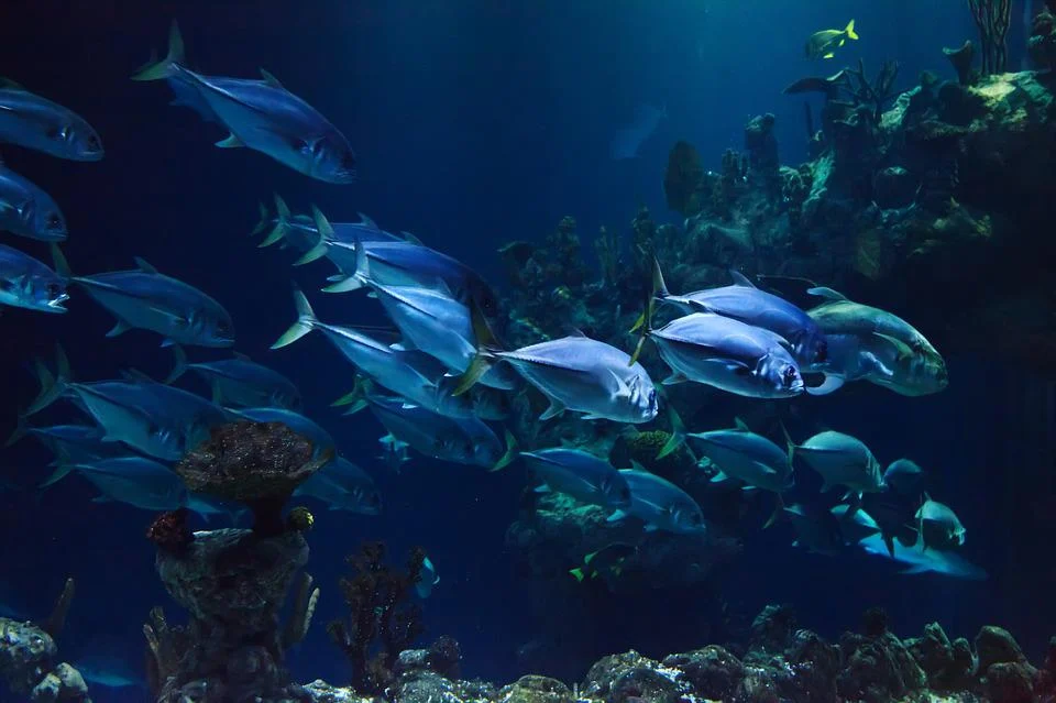 national aquarium in baltimore 